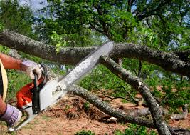 Best Lot and Land Clearing  in Waterville, NY