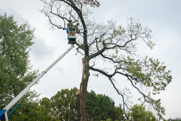 Best Lawn Dethatching Services  in Waterville, NY