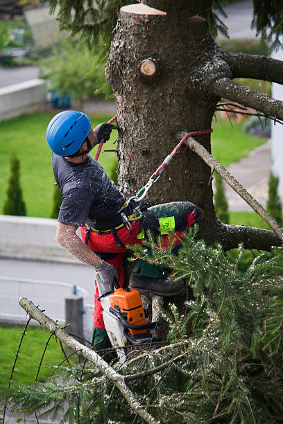 Best Root Management and Removal  in Waterville, NY